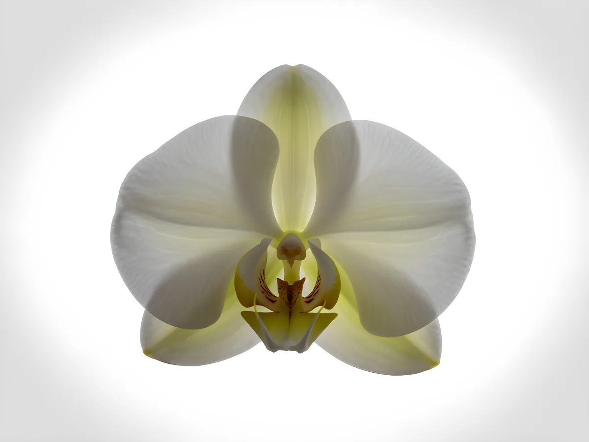 White Orchid with Yellow Centre Minimalist Wall Art