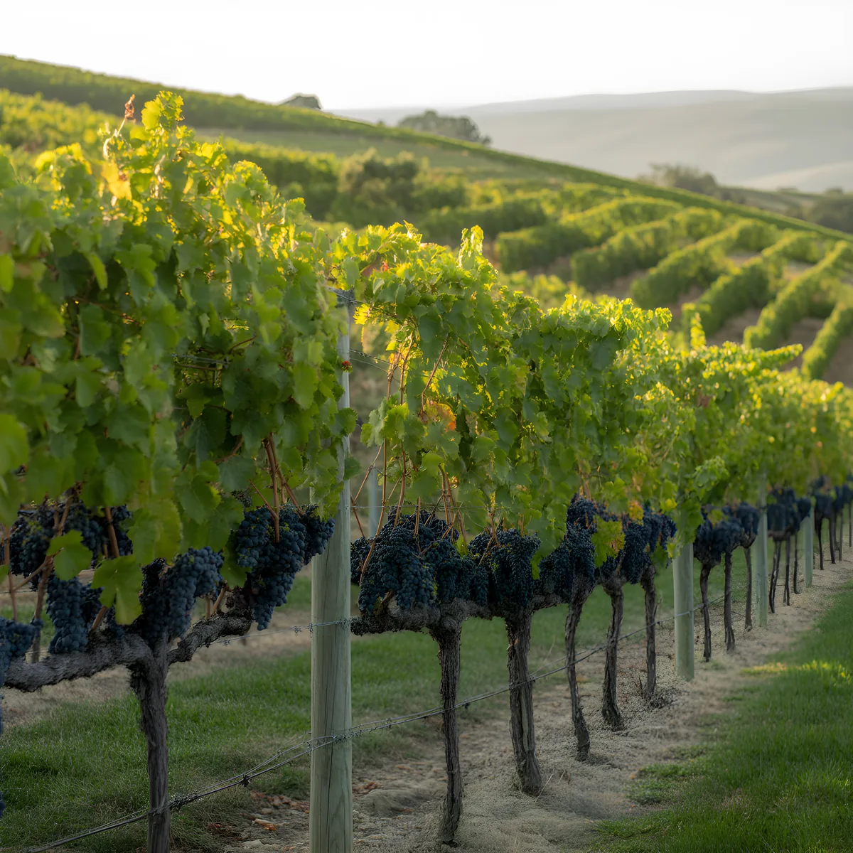 Vineyard Rows at Golden Hour - Minimalist Wall Art